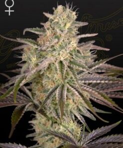 Cloudwalker - 5-pack