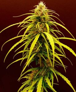 Coco Mango Auto - 6-pack