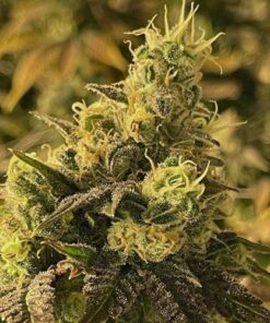 Coco Nibbles - 6-pack