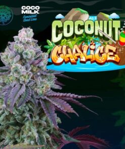 Coconut Chalice - 6-pack