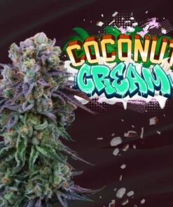 Coconut Cream - 6-pack