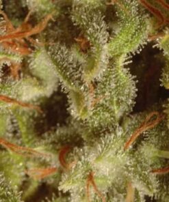 Collection Pack Sativa Champions