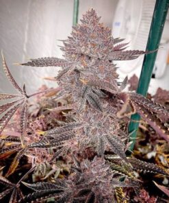 Colorado Nightshifter - 9-pack