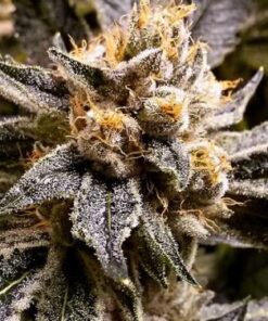 Confidential Purp - 5-pack