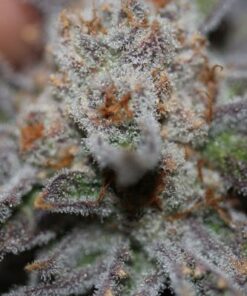 Conspiracy Kush - 10PACK
