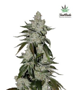 Cookies Auto - 5PACK