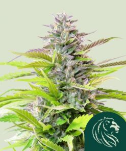 Cookies Gelato - 3-pack