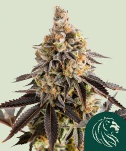 Cookies Gelato Automatic