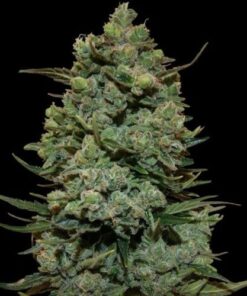 Cookies Kush