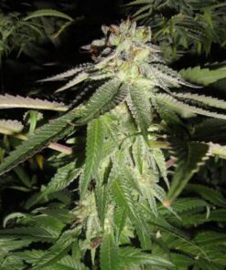 Corleone Kush