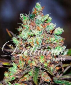 Cotton Candy Kush - 5-pack