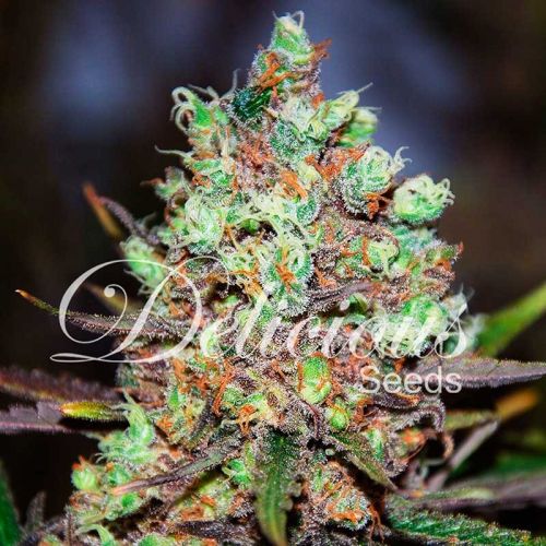 Cotton Candy Kush - 5-pack