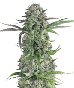 Cream Brulee - 5-pack