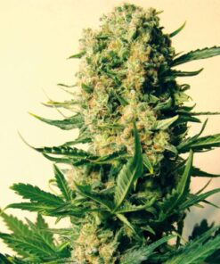 Critical#47