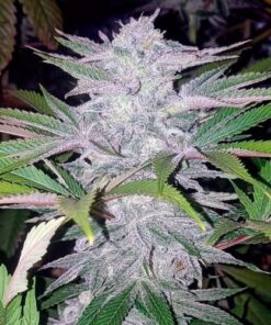 Critical Cherry - 5-pack