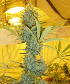 Critical Haze