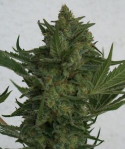 Critical Haze