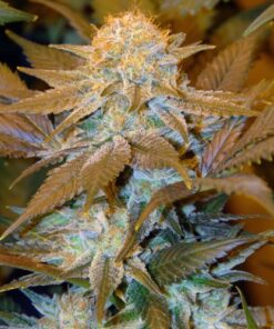 Critical Hog - 5PACK