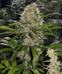 Critical Mass