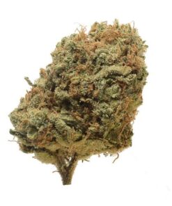 Critical Mass - 10-pack