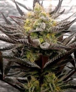 Critical Mints - 5-pack