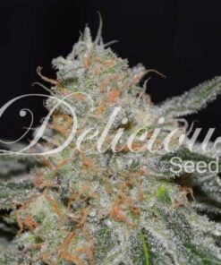 Critical Neville Haze 2.0