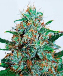 Critical Neville Haze Auto - 5-pack