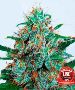 Critical Neville Haze Auto - 7-pack