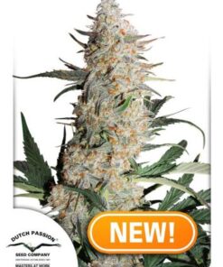Critical Orange Punch