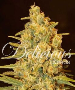 Critical Sensi Star - 5-pack