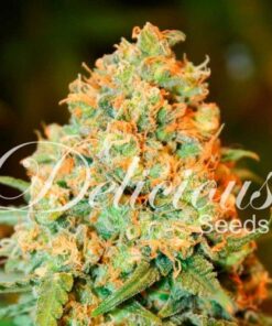 Critical Super Silver Haze - 5-pack