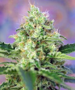 Crystal Candy