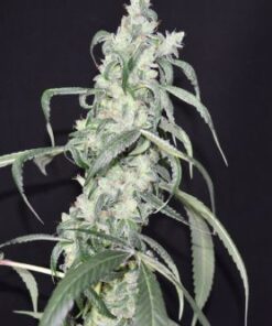 Crystal Sherbet - 6PACK