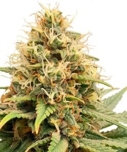 Crystal White Kush