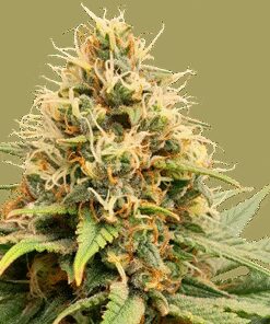 Crystal White Kush - 5-pack