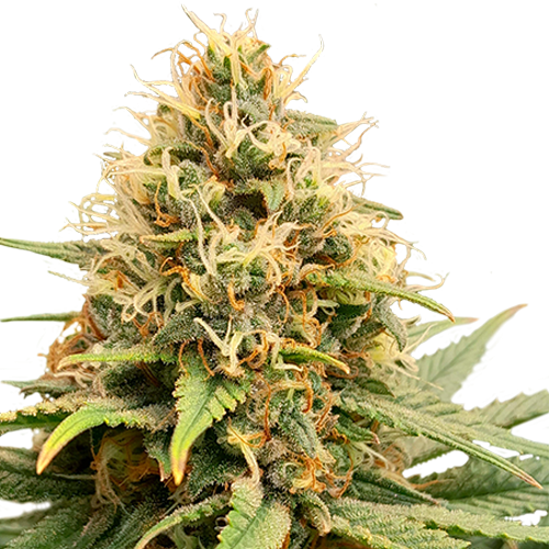 Crystal White Kush - 5-pack