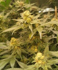 Currant Jam - 10-pack