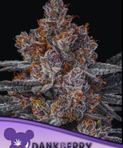 Dankberry - 5-pack