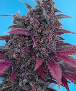 Dark Devil - Autoflowering
