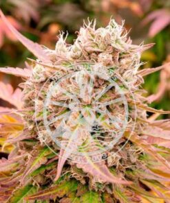 Dark Lemonade Auto - 5-pack