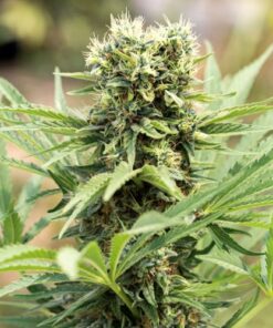 Dedoverde Haze - 3-pack