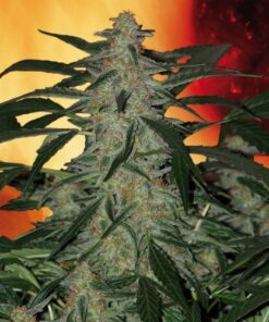 Deimos - Feminised - 5 pack