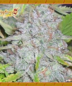 Delhi Friend - 5PACK