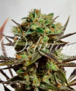 Delicious Candy (early version) - 5-pack