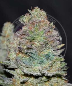 Delicious Cookies Auto - 5-pack