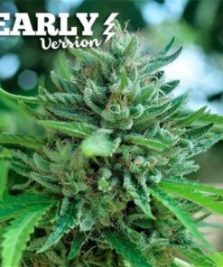 Delicious Cookies (early version)