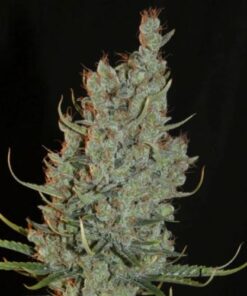 Desert Skunk - 6-pack