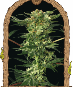 Devil Kush - 10PACK