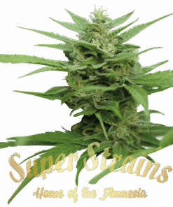 DFA Autoflowering - 5PACK
