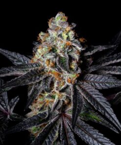 Diamond Dust - 5-pack